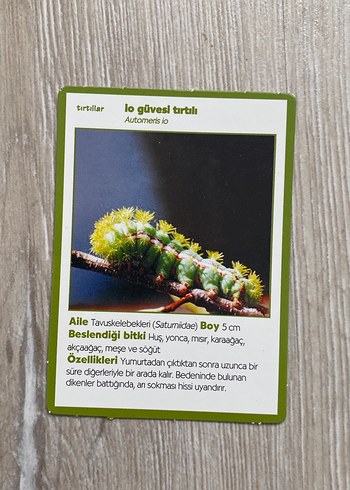 Yeşil Kelebek Tırtılları Eğitici Kartları/ Bilim Çocuk - Görsel 3