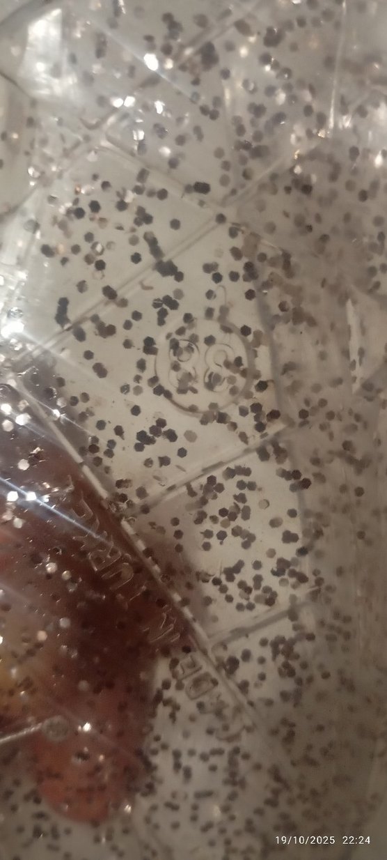 Parlak Babet  deniz ayakkabısı 38no - Görsel 3