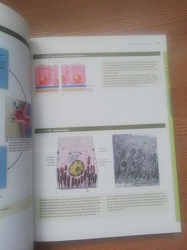 Beden Junqueira's Temel Histoloji Atlas Kitap