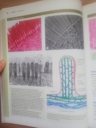 Beden Renk Junqueira's Temel Histoloji Atlas Kitap
