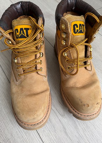 Cat 41