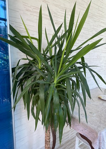 Koyu Yeşil Dekoratif Ev Bitkisi yucca