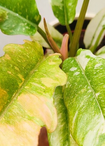  Beden çeşitli Renk Philodendron ring of fire