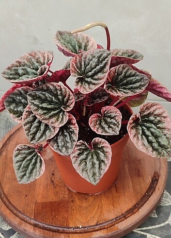 Peperomia pink lady 