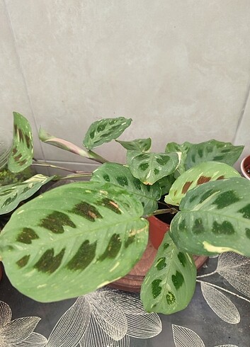  Seamlife Marqnta variegata