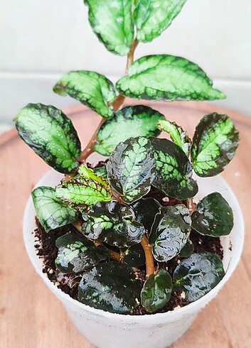 Pelionia Serpens