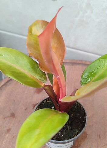  Beden Philodendron prince of orange