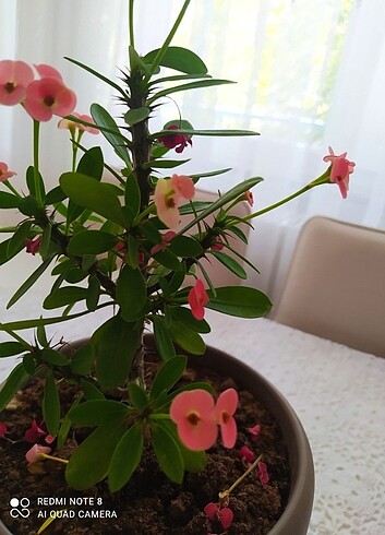 Canlı çiçek 