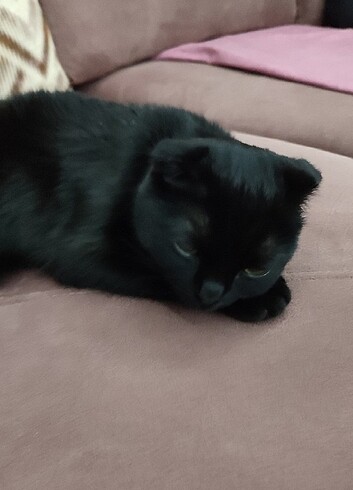 scottish fold cinsi kedi