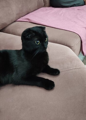 scottish fold cinsi kedi