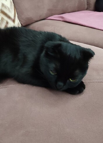 Beden Renk scottish fold cinsi kedi