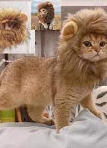 Kedi aslan yelesi 