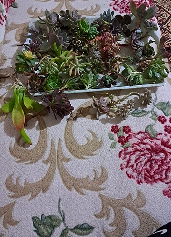 Sukulent set