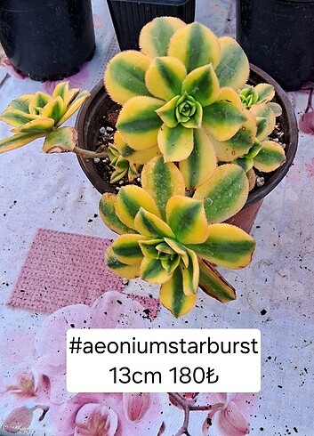 Aeonium starburst 