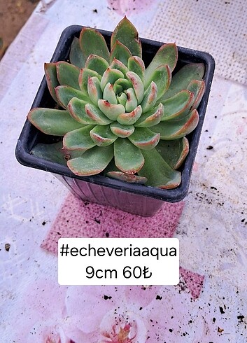 Echeveria aqua ( koreli )