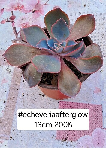 Echeveria afterglow