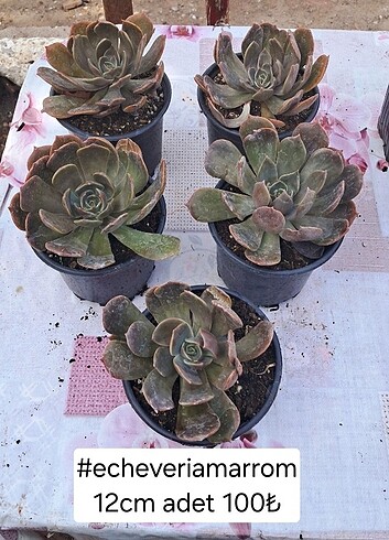 Echevetia marrom 