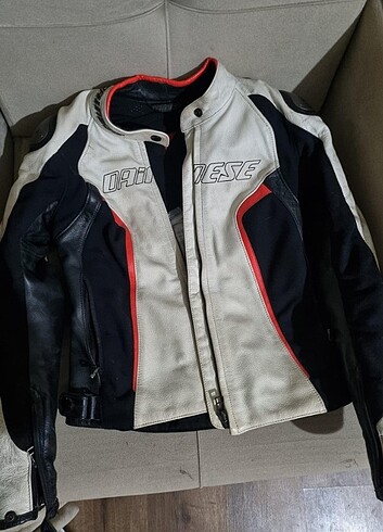 Daines bayan mont