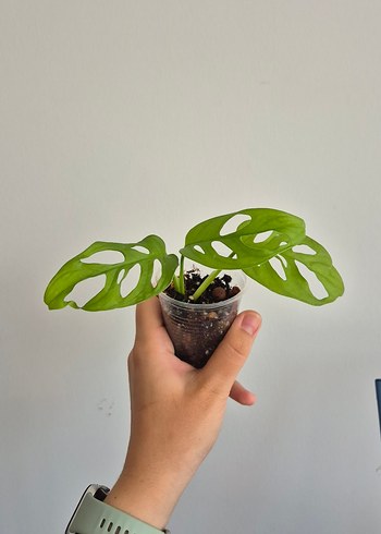 Beden monkey mask Monstera Saksı Bitkisi