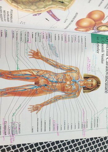 Anatomi Atlası - Görsel 2
