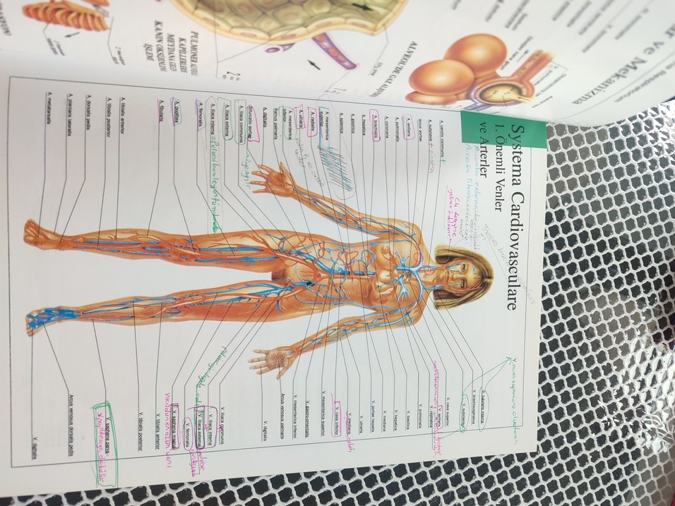 Anatomi Atlası - Görsel 2