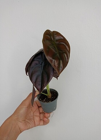 Alocasia cuprea