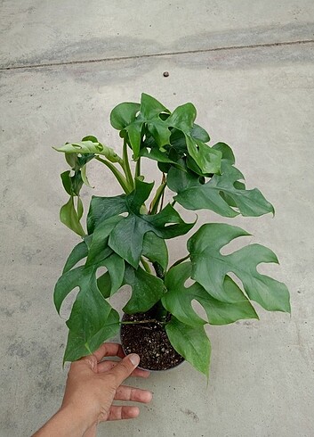 Philodendron minima