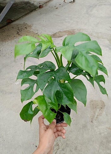 Monstera
