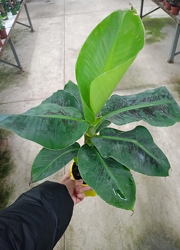 Musa 