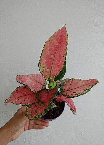 Aglaonema alocasia philodendron