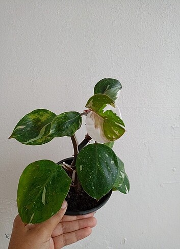 Diğer Aglaonema alocasia philodendron