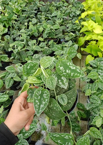 scindapsus