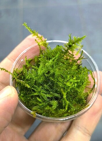 Christmas moss akvaryum yosunu