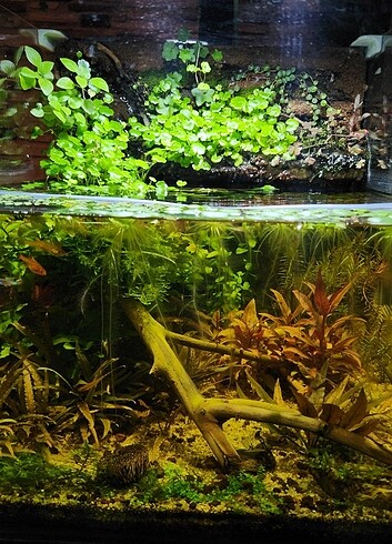  Christmas moss akvaryum yosunu