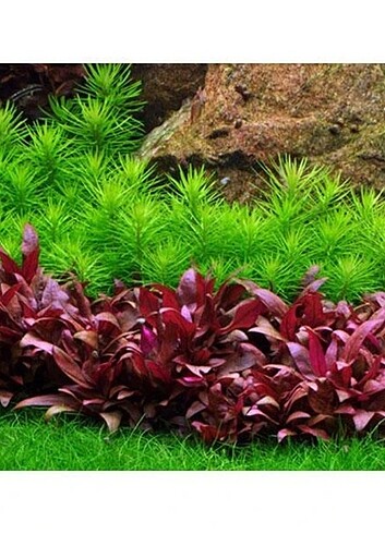 Alternanthera reineckii mini akvaryum bitkisi
