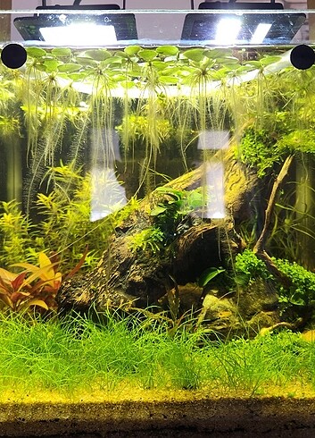  Alternanthera reineckii mini akvaryum bitkisi