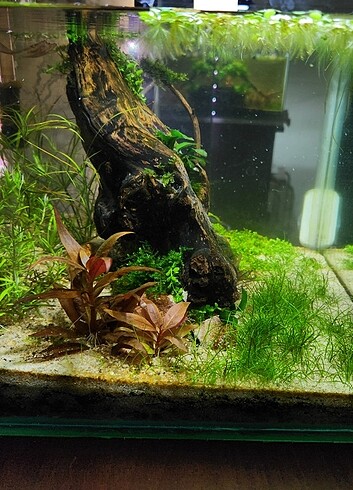  Beden Alternanthera reineckii mini akvaryum bitkisi