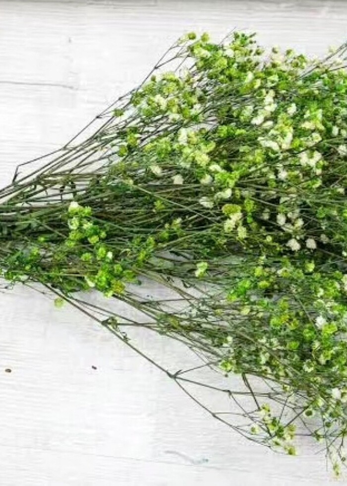 Şoklanmış Yeşil Renk Cipso - Görsel 2