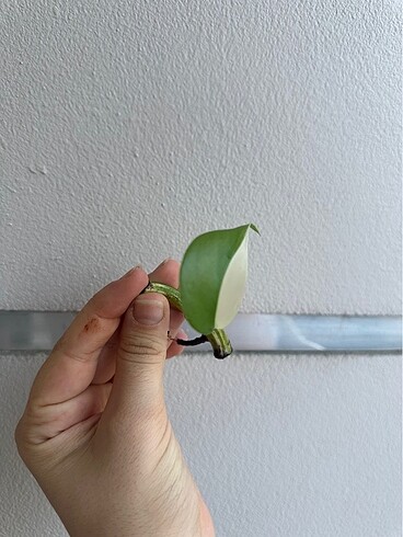 Monstera Albo