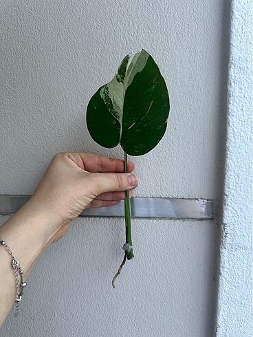 Monstera Albino