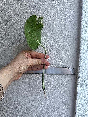 Beden beyaz Renk Monstera Albino