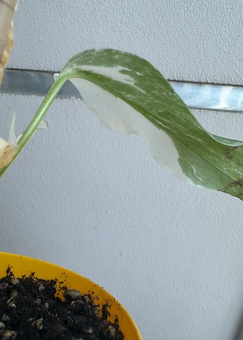 Beden yeşil Renk Monstera Albo