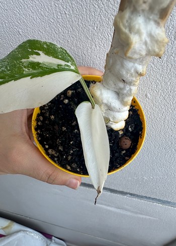 Adrianna Papell Monstera Albo