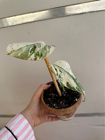 Diğer Monstera Albo