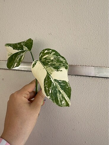 Monstera Albo