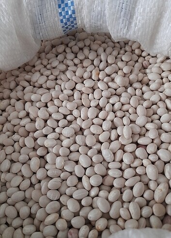 Şeker Fasulyesi