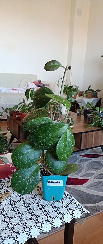 Çiçek Hoya obovata