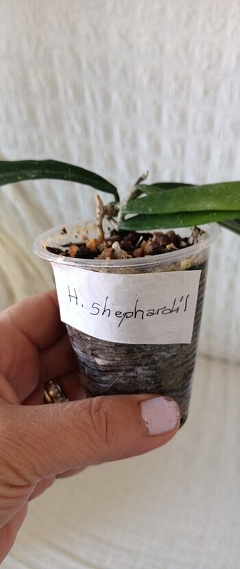 Diğer Hoya shephardil