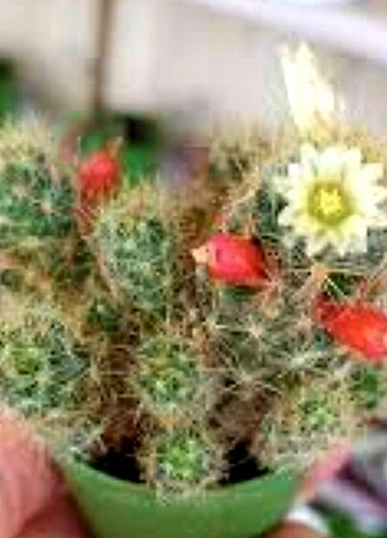 Mammillaria prolifera 