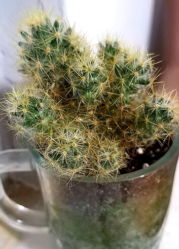  Mammillaria prolifera 